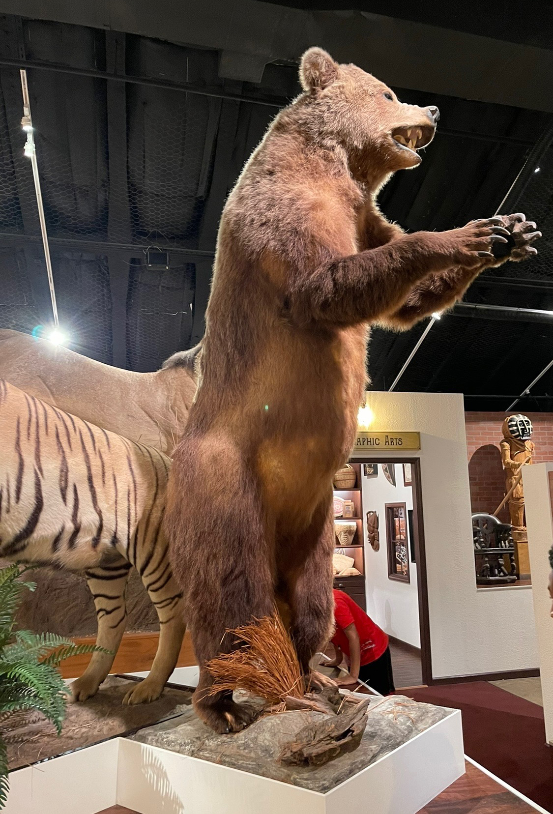 brown-bear | Taxidermy Appraiser